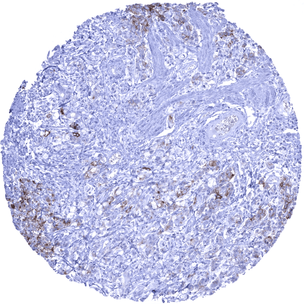 GP2 (MSVA-475M) - MS Validated Antibodies