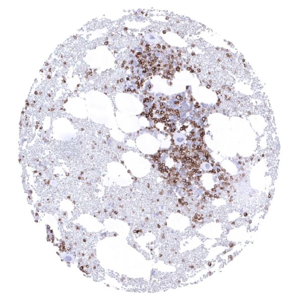Normal Tissue Gallery CD45 - MS Validated Antibodies