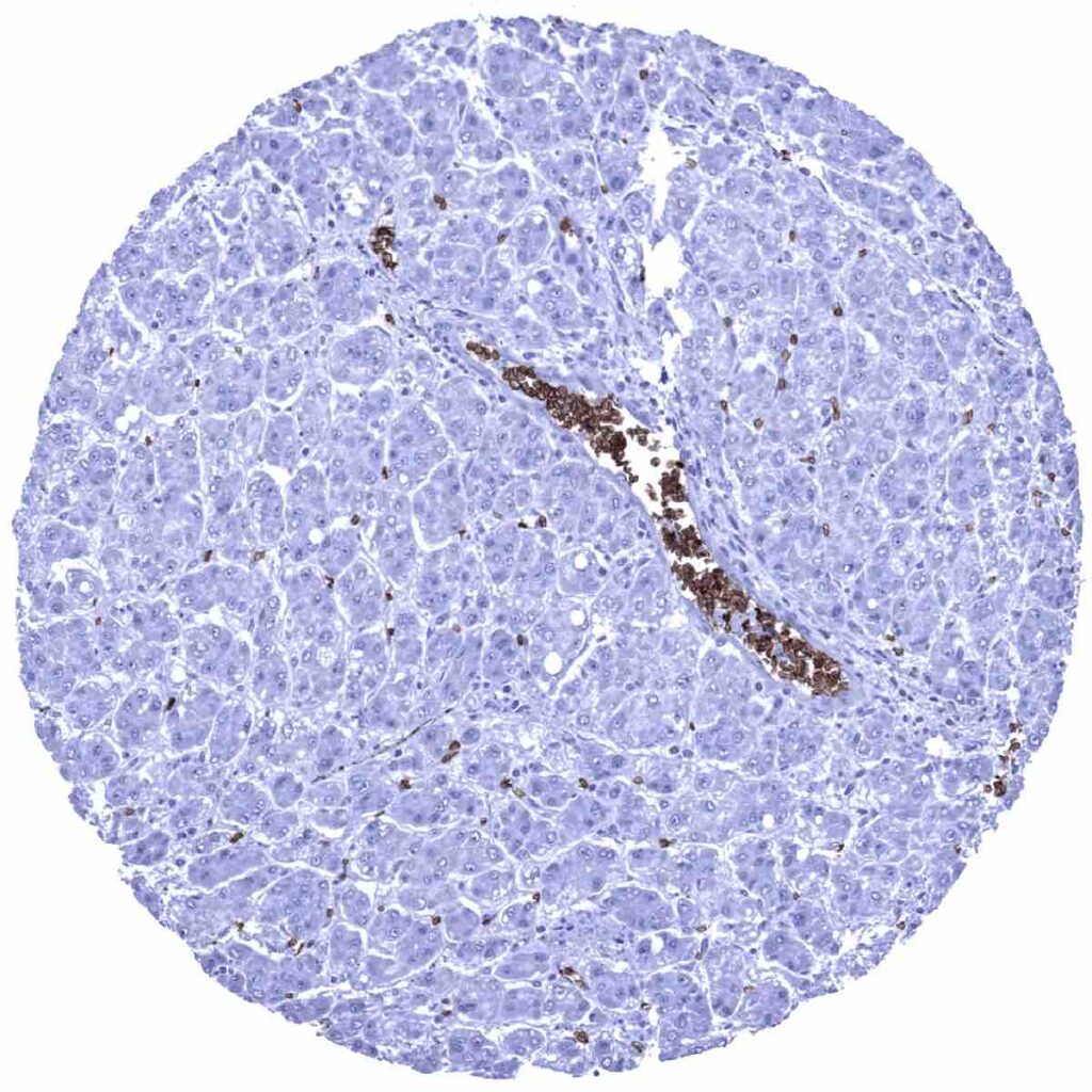 GLUT1 (MSVA401R) MS Validated Antibodies