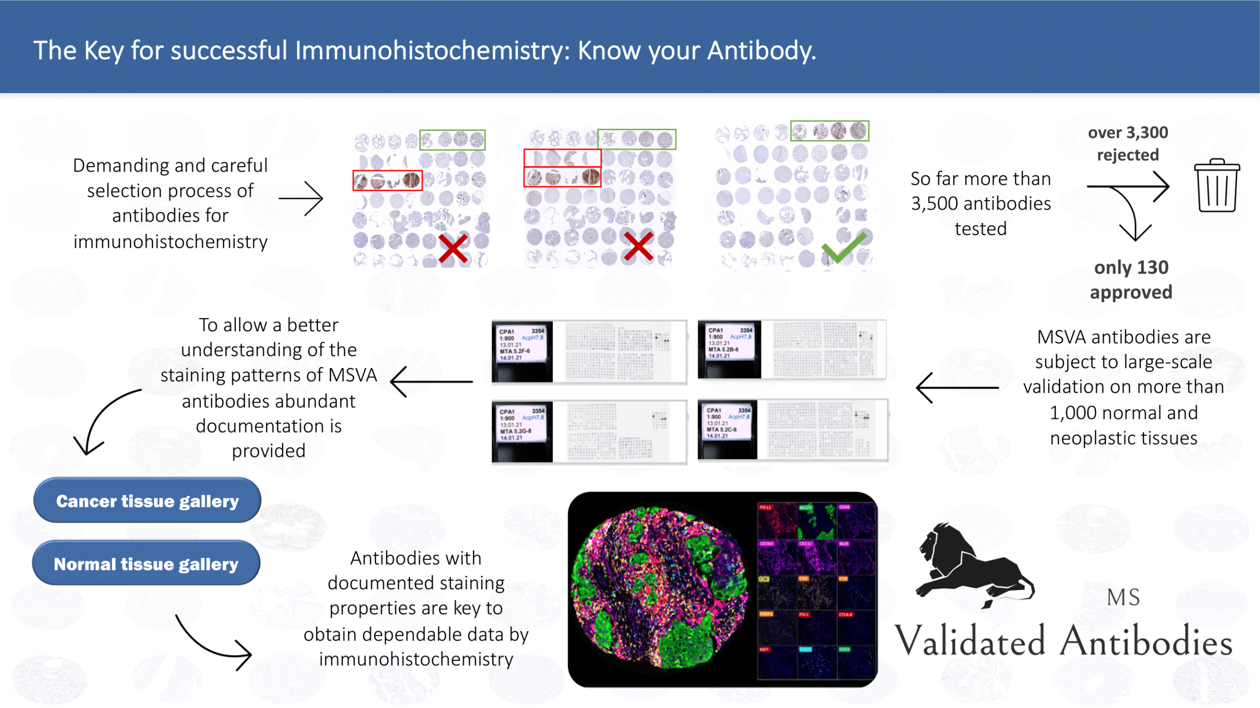 The Key for successful immunohistochemistry: Know your antibody