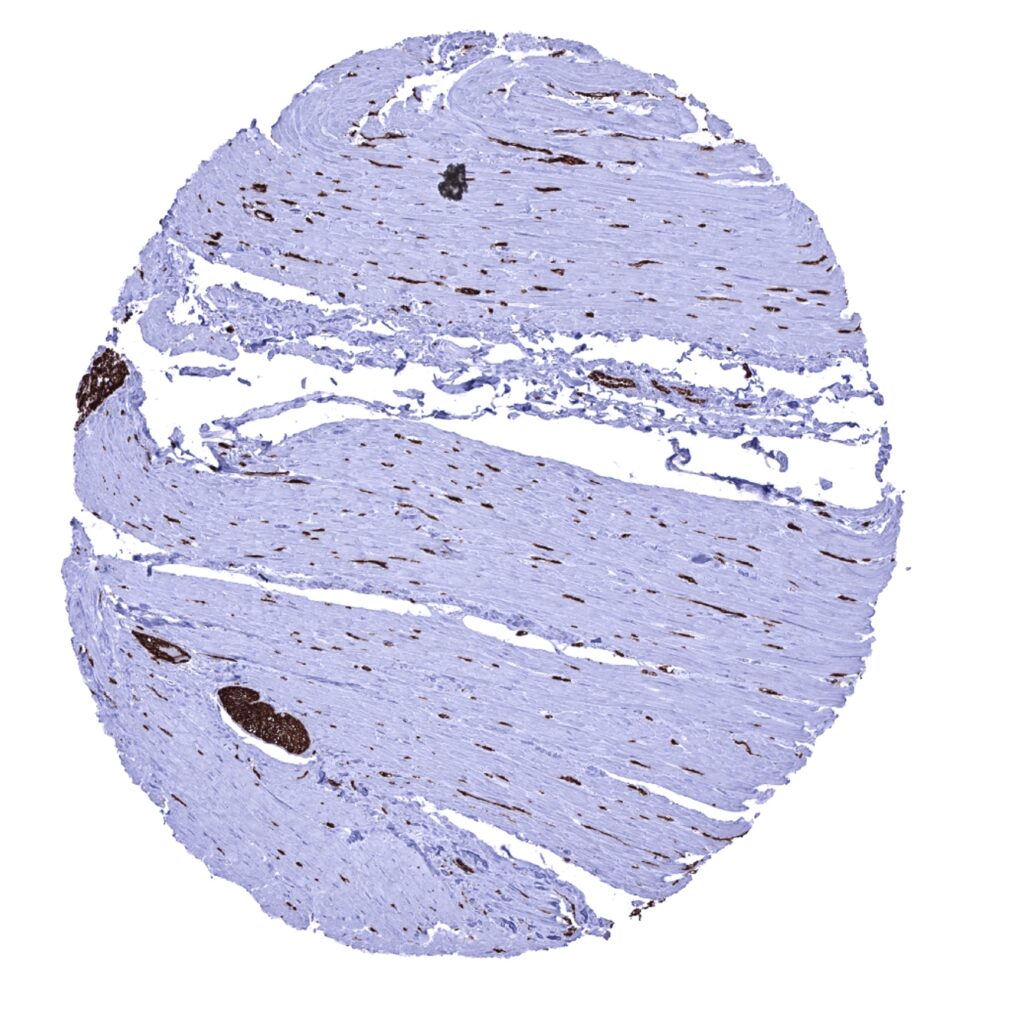 cd0564