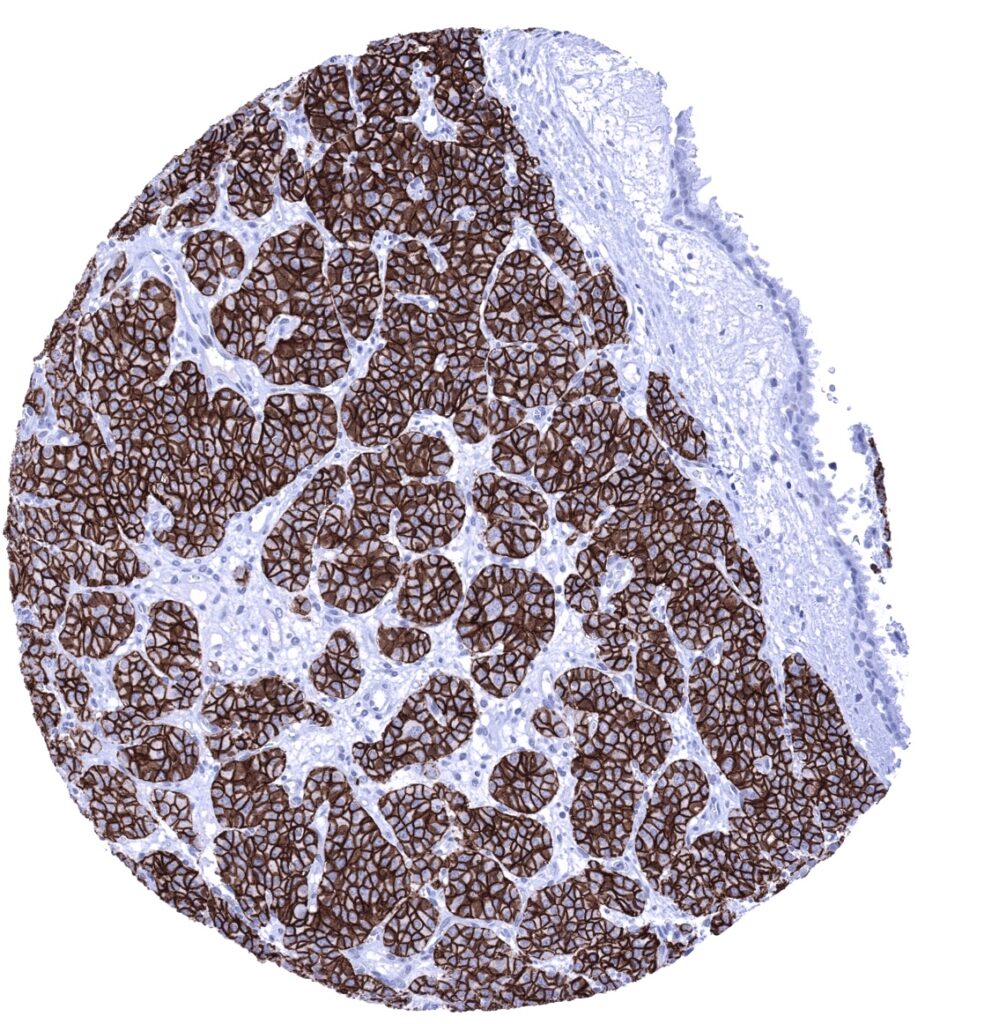 cd0564