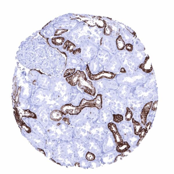 Kidney, cortex - A strong Trop-2 immunostaining occurs in distal tubuli and collecting ducts while staining is weak to moderate in the parietal layer of the Bowman capsule.