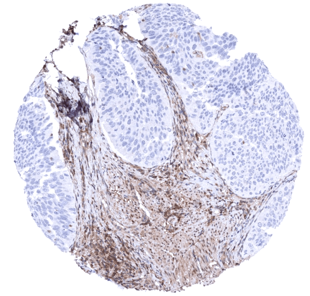 Large-scale validated antibodies for immunohistochemistry - MS ...