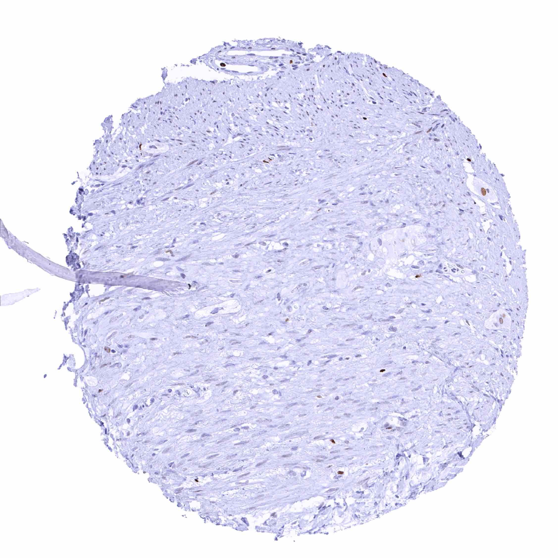Normal Tissue Gallery MCM2 - MS Validated Antibodies