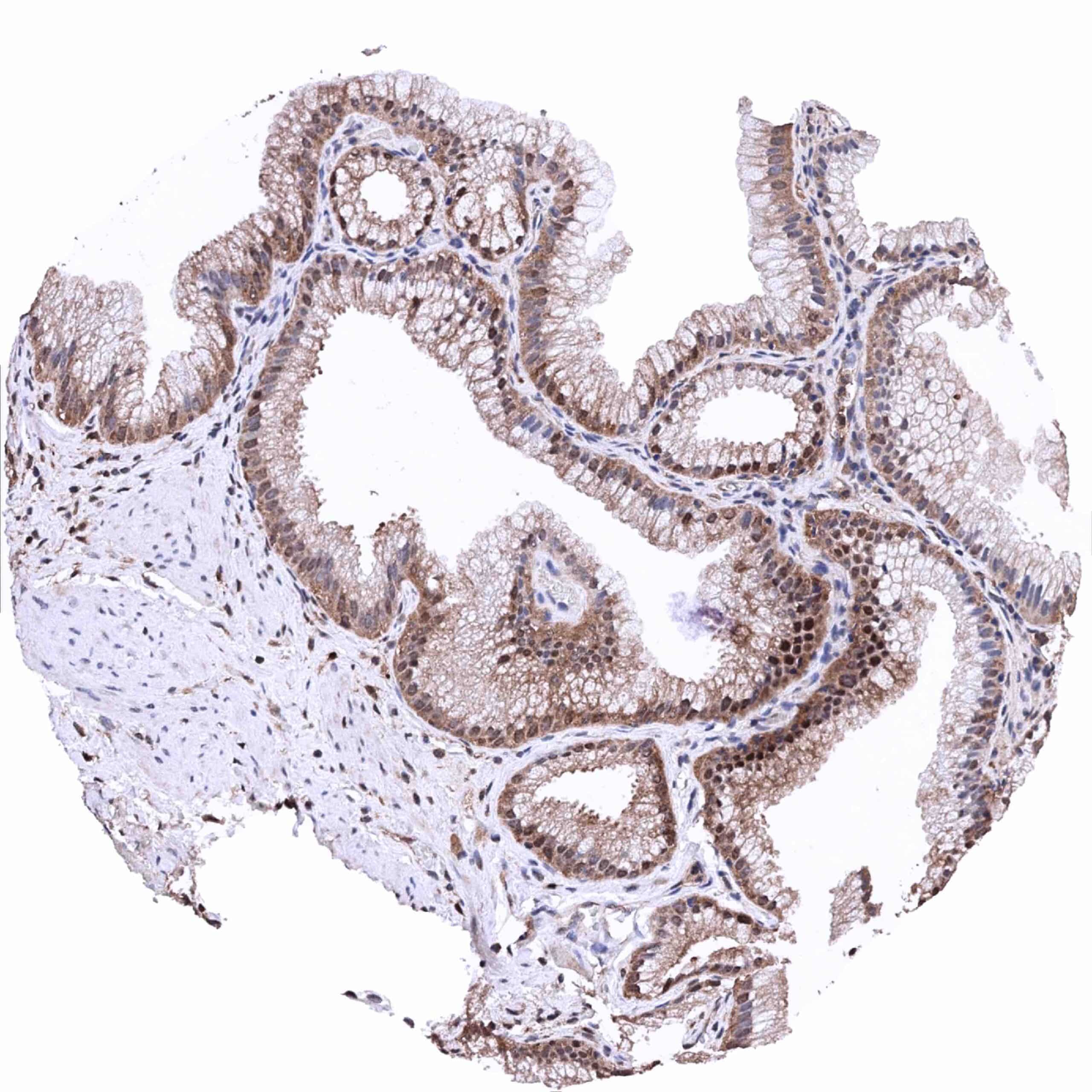 Normal Tissue Gallery MTAP - MS Validated Antibodies