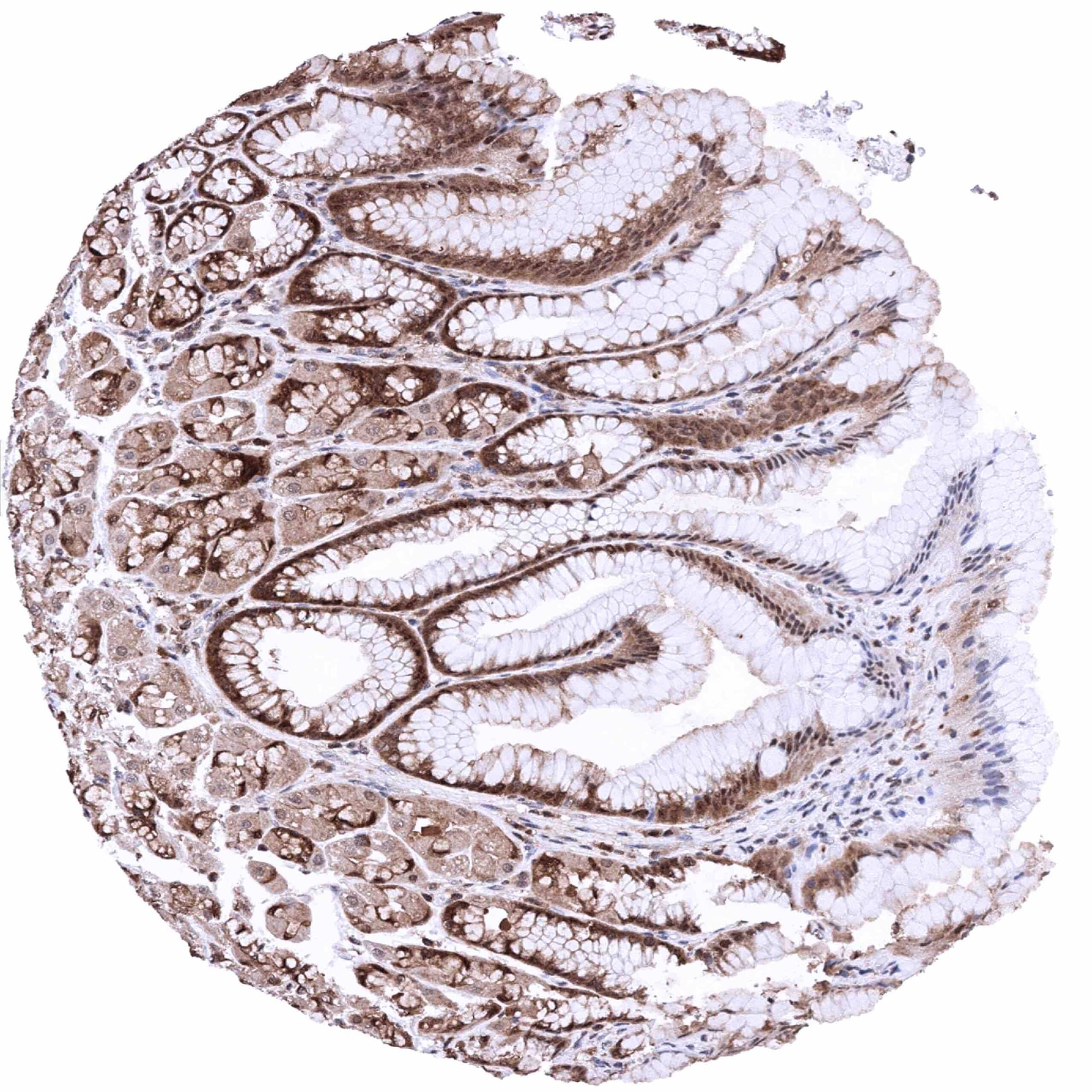 Normal Tissue Gallery MTAP - MS Validated Antibodies