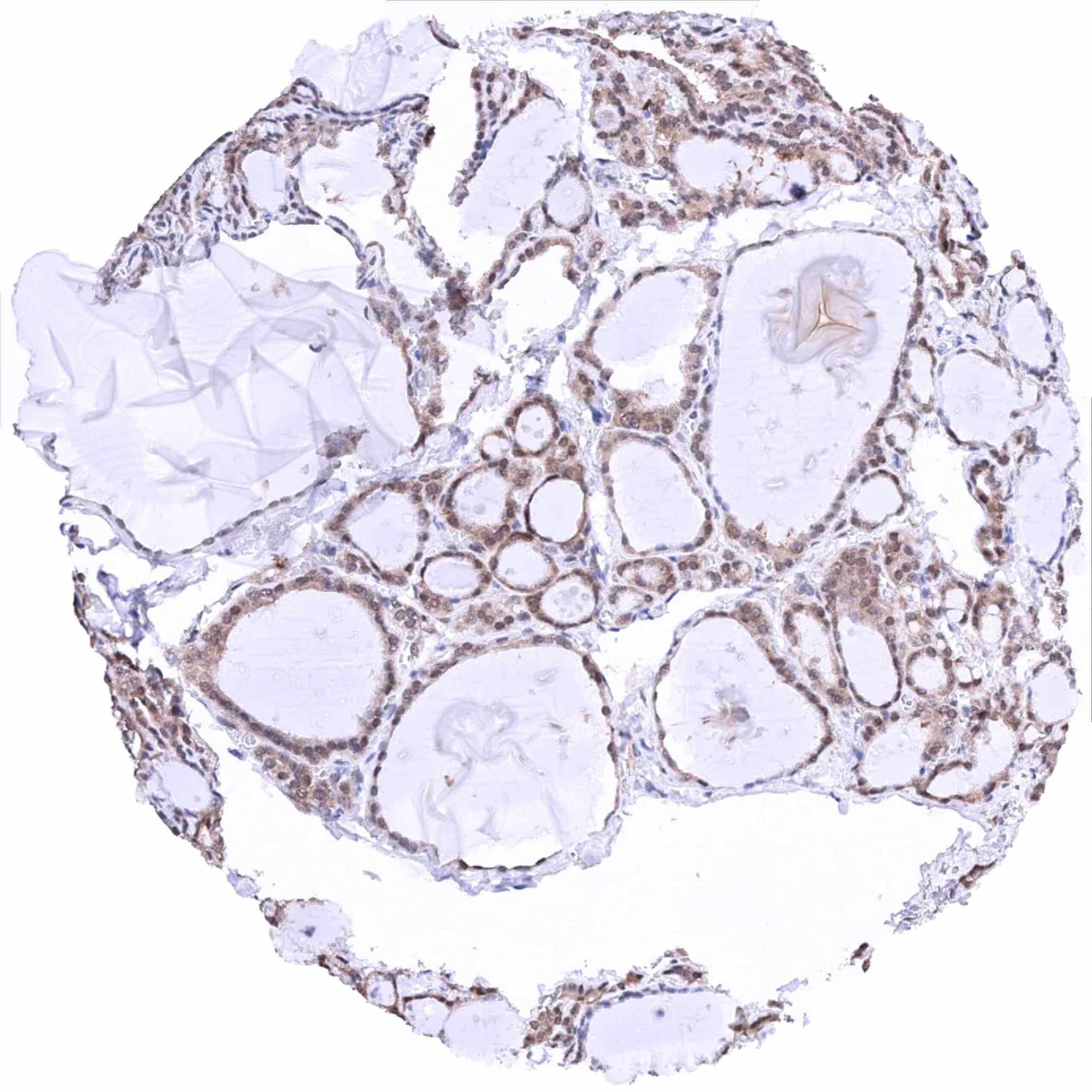 Normal Tissue Gallery MTAP - MS Validated Antibodies
