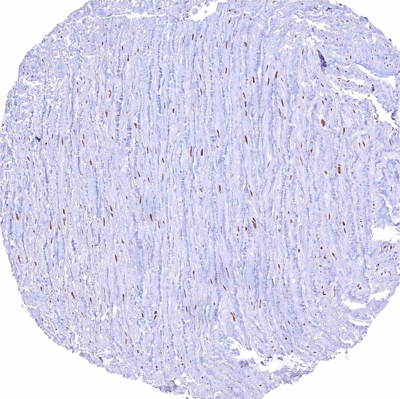 Normal Tissue Gallery CBP - MS Validated Antibodies