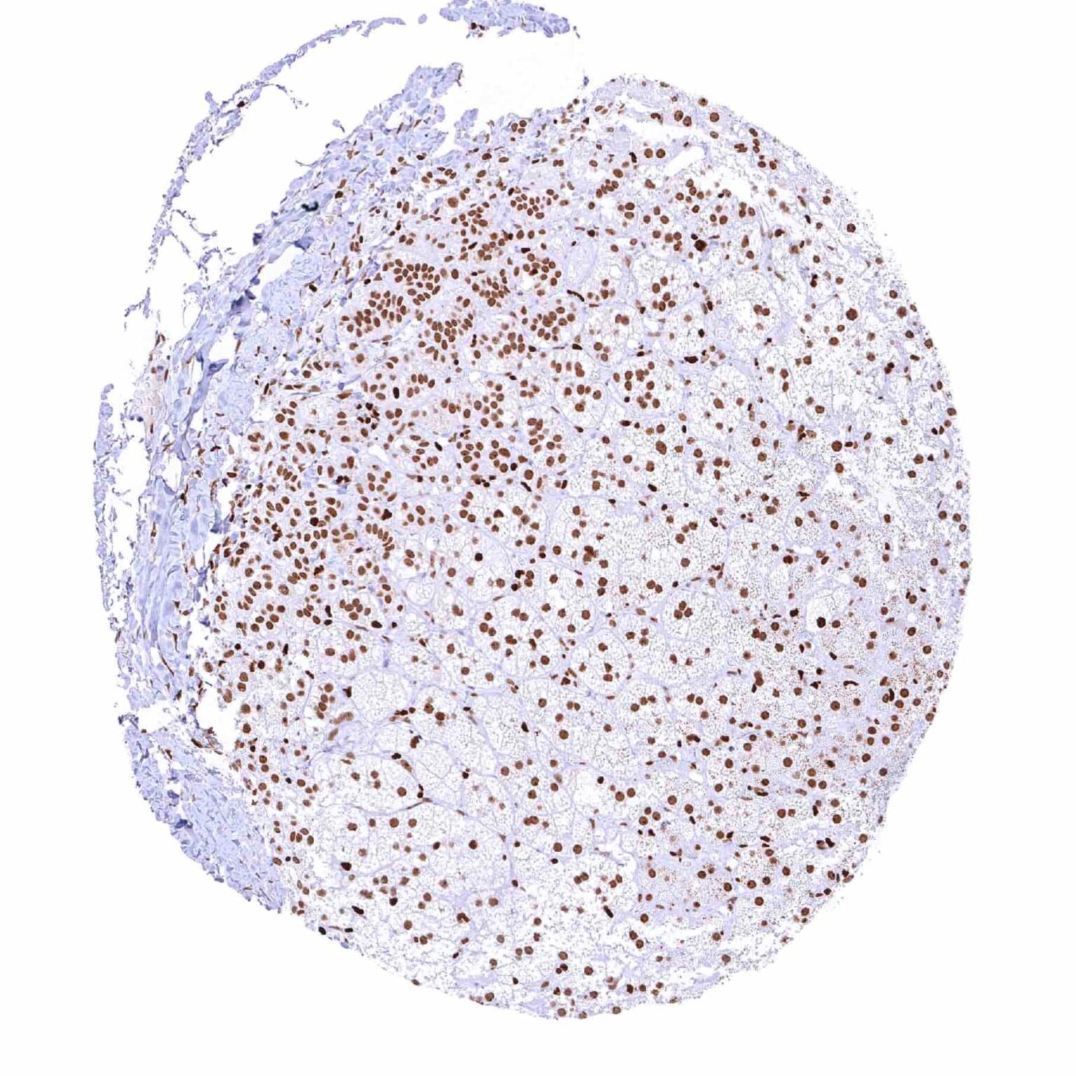 Normal Tissue Gallery PARP1 - MS Validated Antibodies