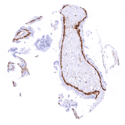 Beta-Catenin (MSVA-578R) - Image 4