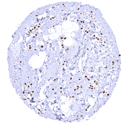 GATA3 (MSVA-550R) - Image 2