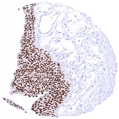 GATA3 (MSVA-550R) - Image 4