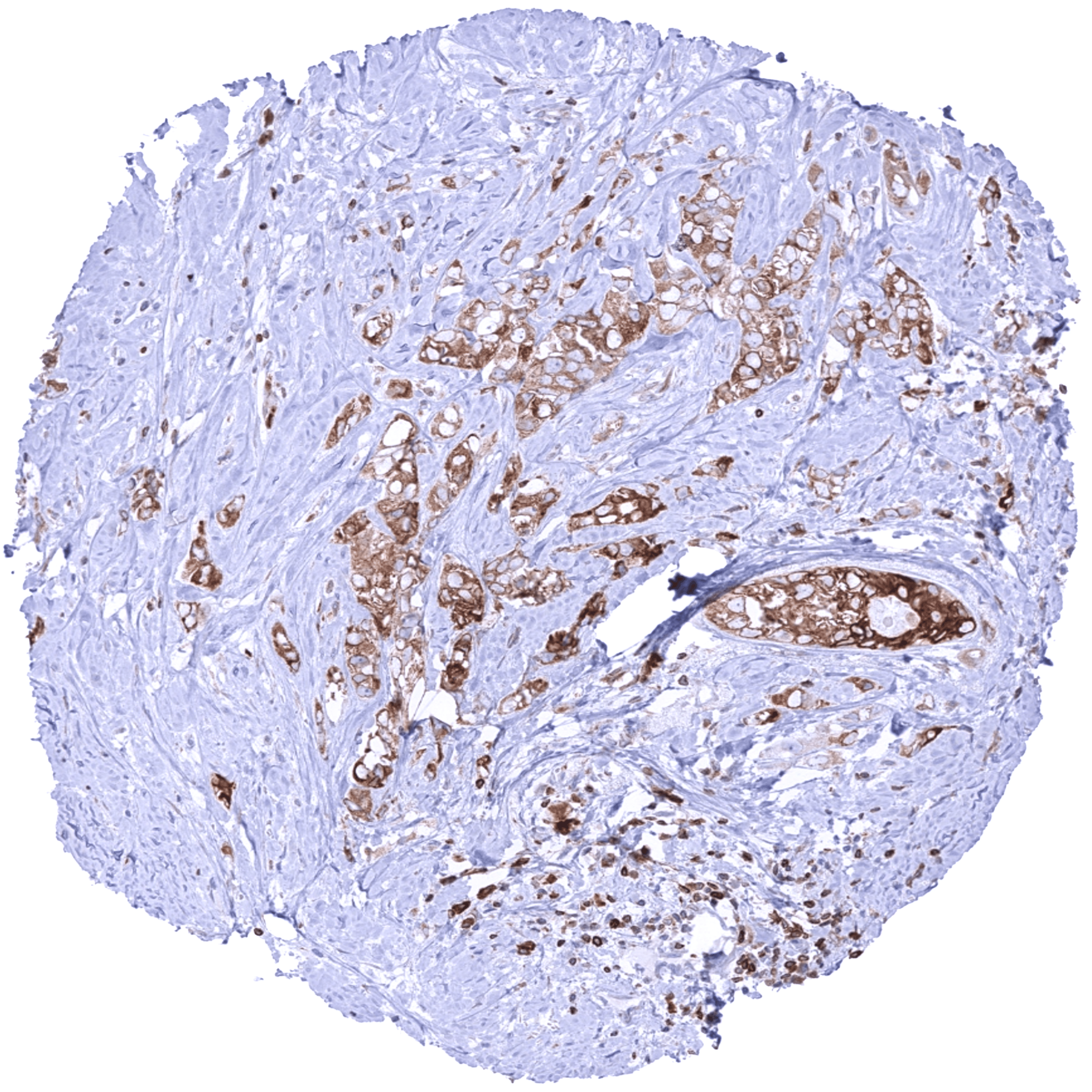 Bcl-2 (MSVA-402M) - Image 3