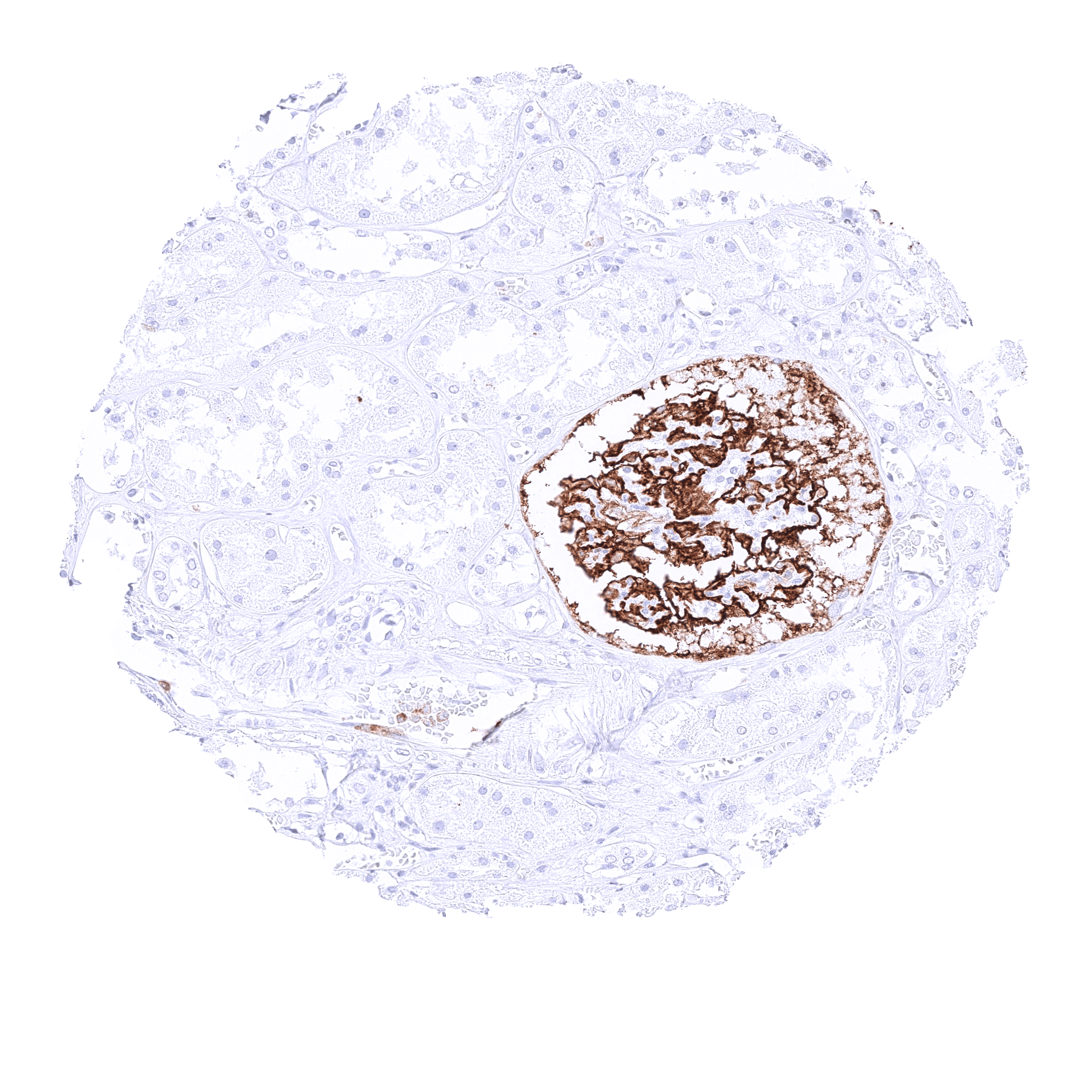 CD35 (MSVA-035M) - Image 3