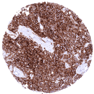 Claudin-6 (MSVA-916R)